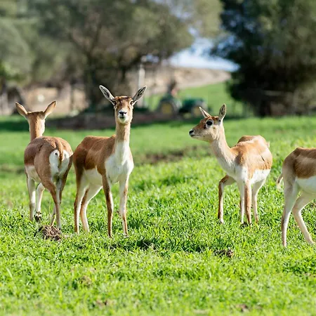 Cortijo Rural Aves Holiday home *